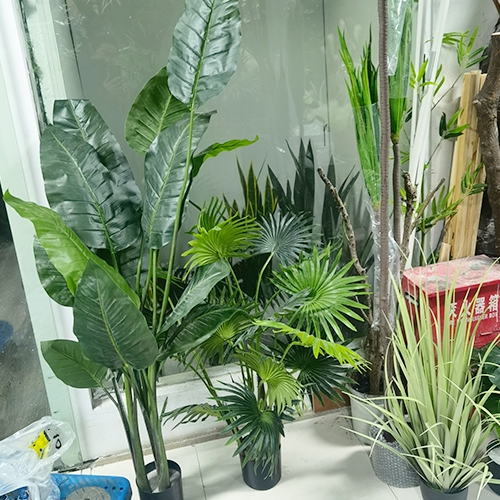 ornamental green plants